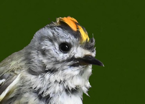 キクイタダキ♂2002