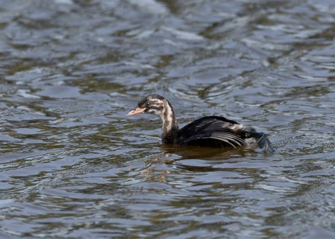 カイツブリ幼鳥0274