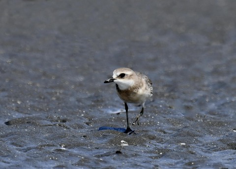 メダイチドリ2495