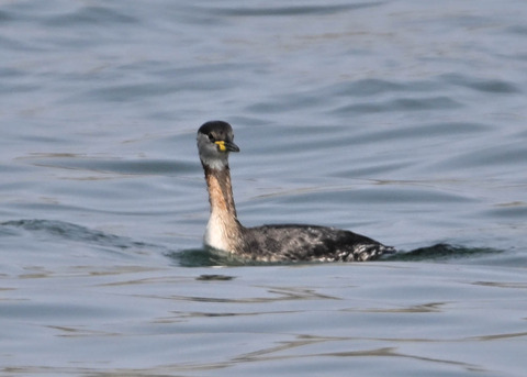 ｱｶｴﾘｶｲﾂﾌﾞﾘ8414