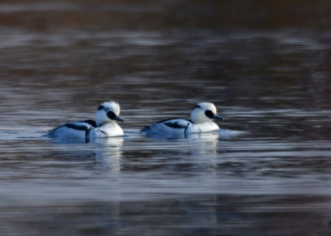 ミコアイサ♂8732