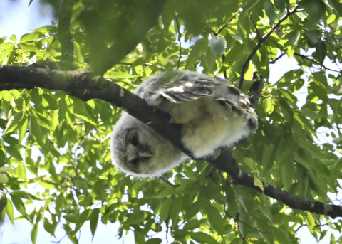 フクロウのヒナ4679