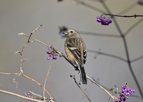 ベニマシコ♀0981