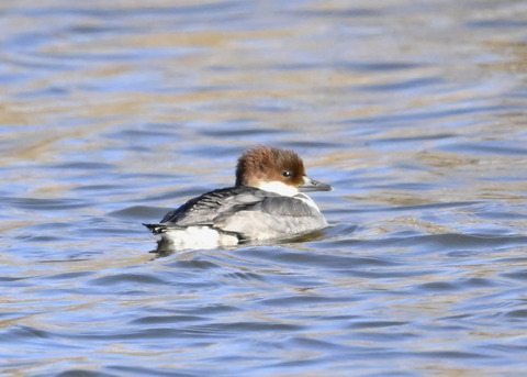 ミコアイサ♀5469