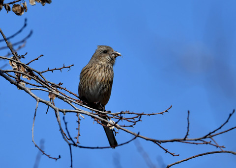 ベニマシコ♀1045