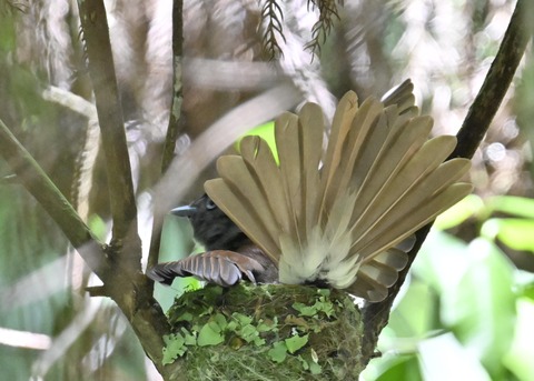 サンコウチョウ♀5951