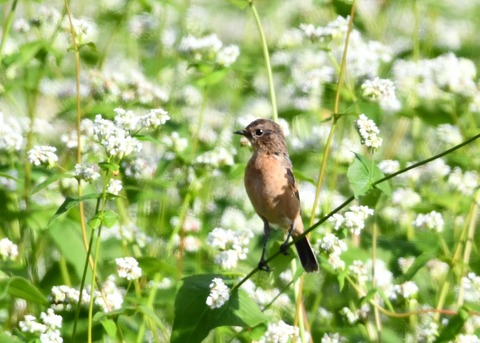 ノビタキ♀0326