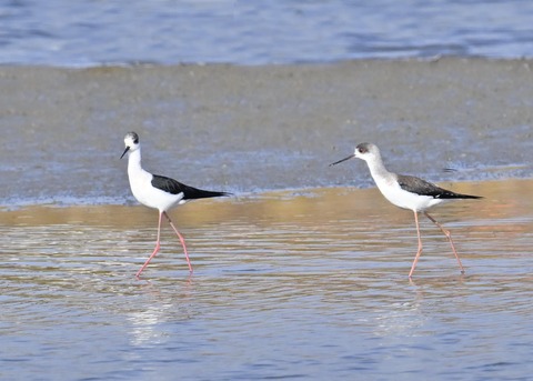 セイタカシギ♂3520