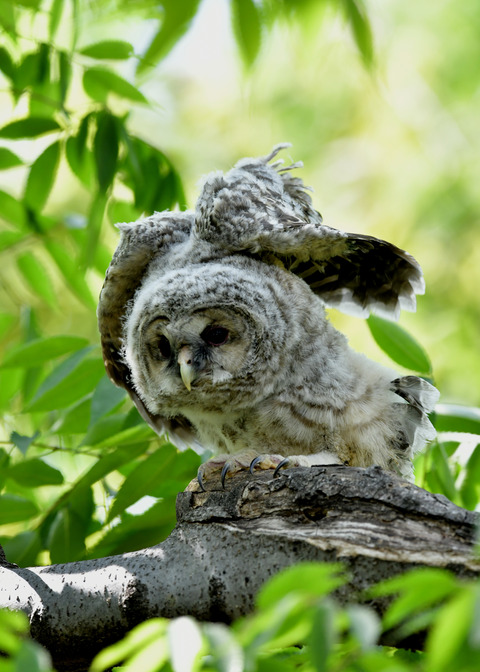 フクロウのヒナ1204
