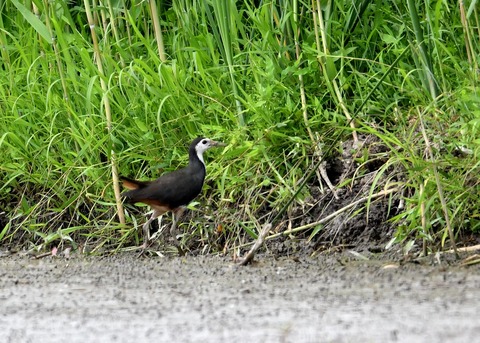 シロハラクイナ9284