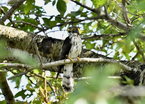 ジュウイチ幼鳥2916