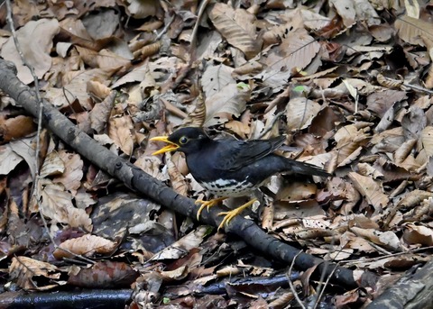 クロツグミ♂5447