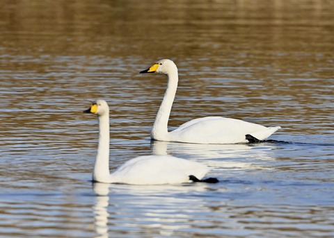 オオハクチョウ9886