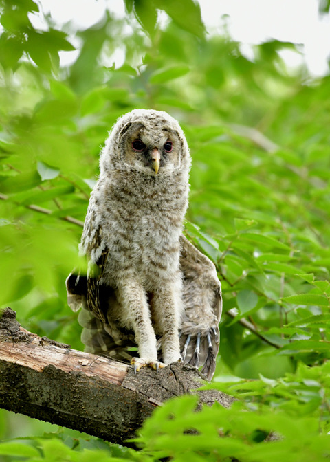 フクロウのヒナ0500