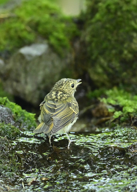 キビタキ幼鳥0219
