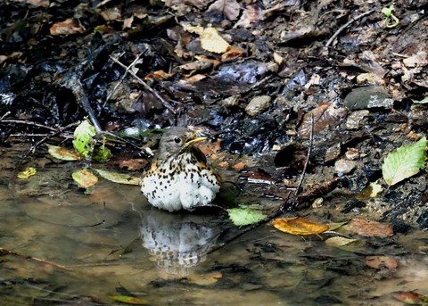 クロツグミ♀0397