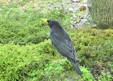 クロツグミ♂5589