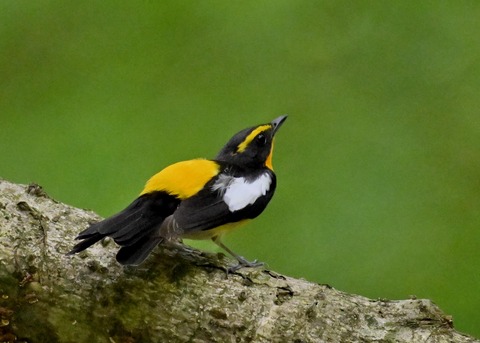 キビタキ成鳥♂5801