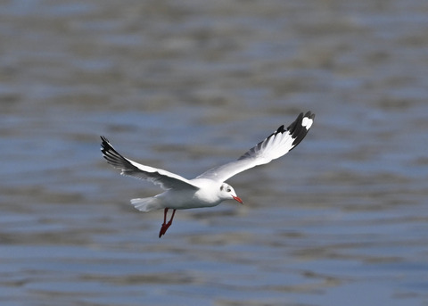 チャガシラカモメ3443