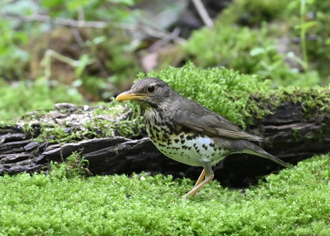 クロツグミ♀1149