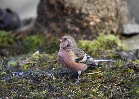 ベニマシコ♂5514