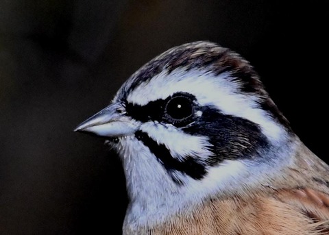 ホオジロ♂3500(3572)