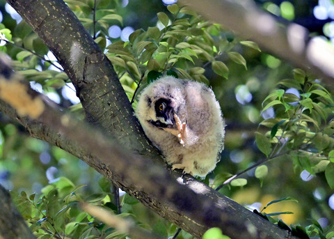 トラフズクのヒナ7374