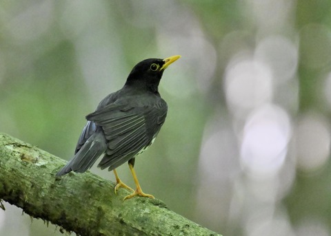 クロツグミ♂5738