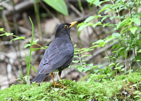 クロツグミ♂3023