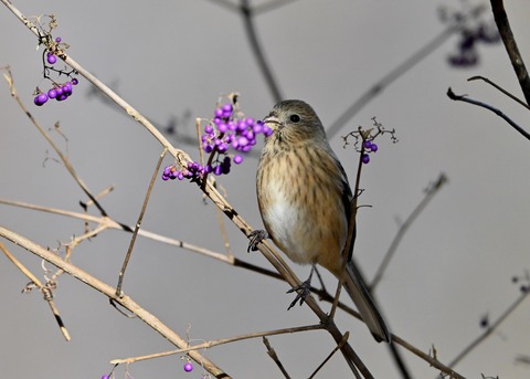 ベニマシコ♀0721