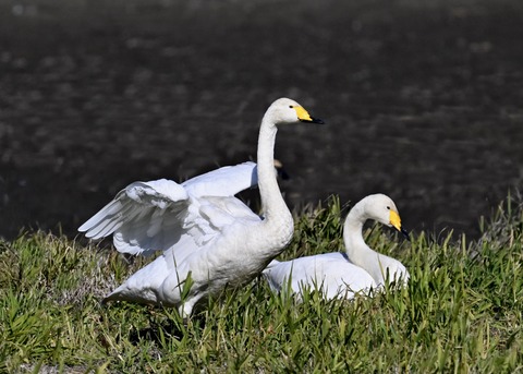 オオハクチョウ5316