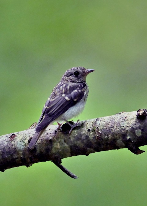 キビタキ幼鳥5766