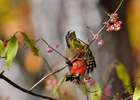 アカゲラ♀1784