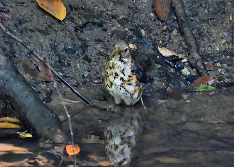 クロツグミ♀1546