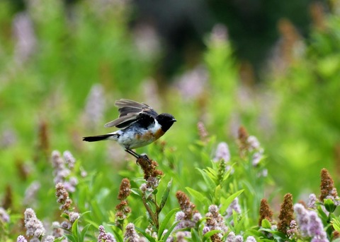 飛ぶ・ノビタキ♂2118