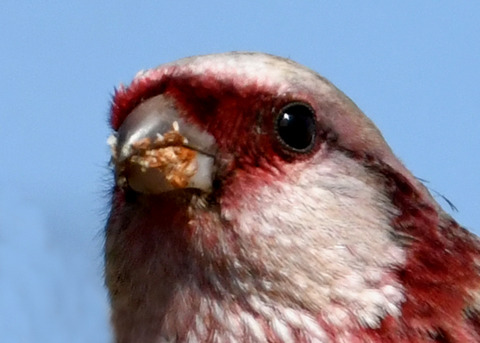 ベニマシコ♂2982