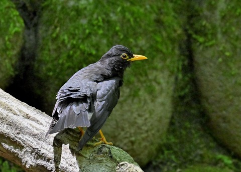 クロツグミ♂5620