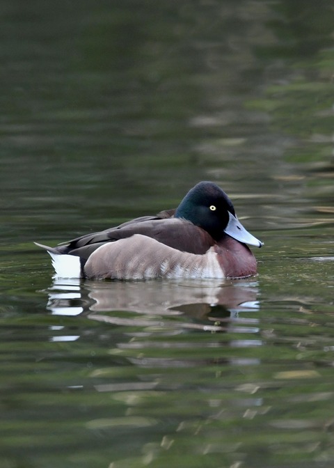 アカハジロ♂8722