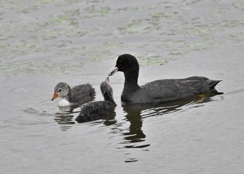 オオバン親子7104