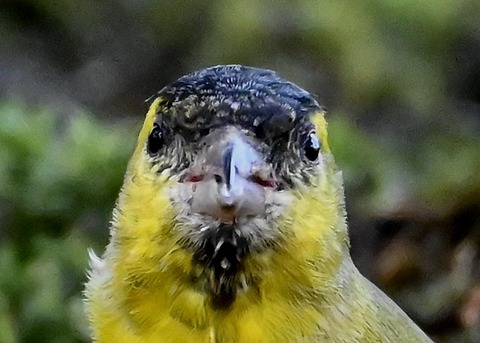 マヒワ♂0801(0870)