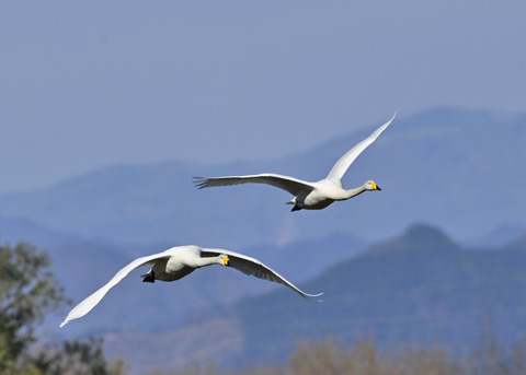 オオハクチョウ0999