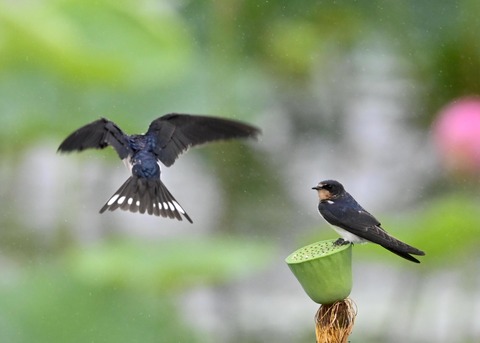 ツバメ幼鳥7476-01