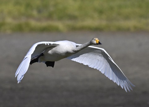 オオハクチョウ4058