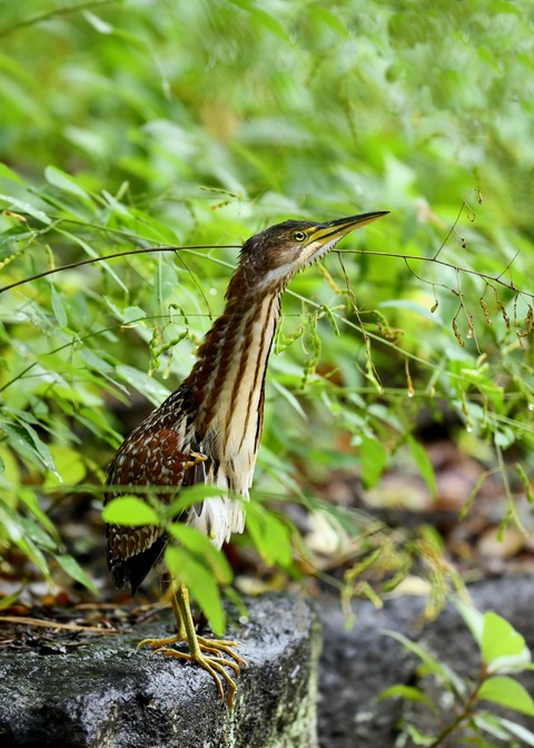 オオヨシゴイ♀9855