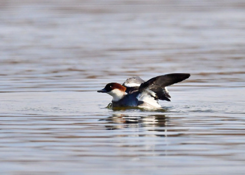 ミコアイサ♀8964