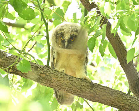 トラフズク雛5493
