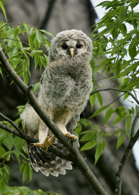 フクロウのヒナ②9657