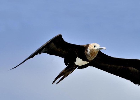 オオグンカンドリ5434