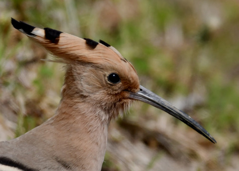 ヤツガシラ4002-02
