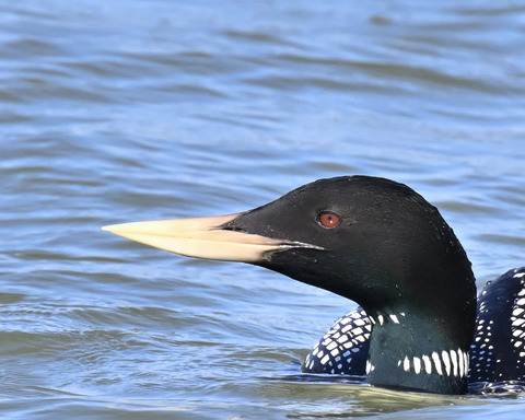 ハシジロアビ成鳥夏羽0000
